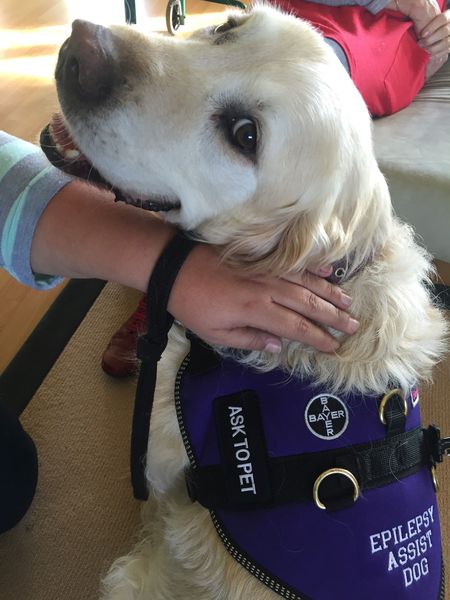 Epilepsy Assistance Dogs | RNZ