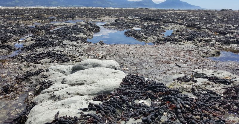 Uplifted The Kaikoura Shore After The Earthquake A Gallery