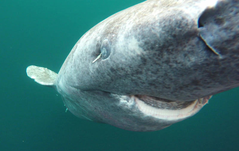 Greenland sharks: 'living time capsules' | RNZ