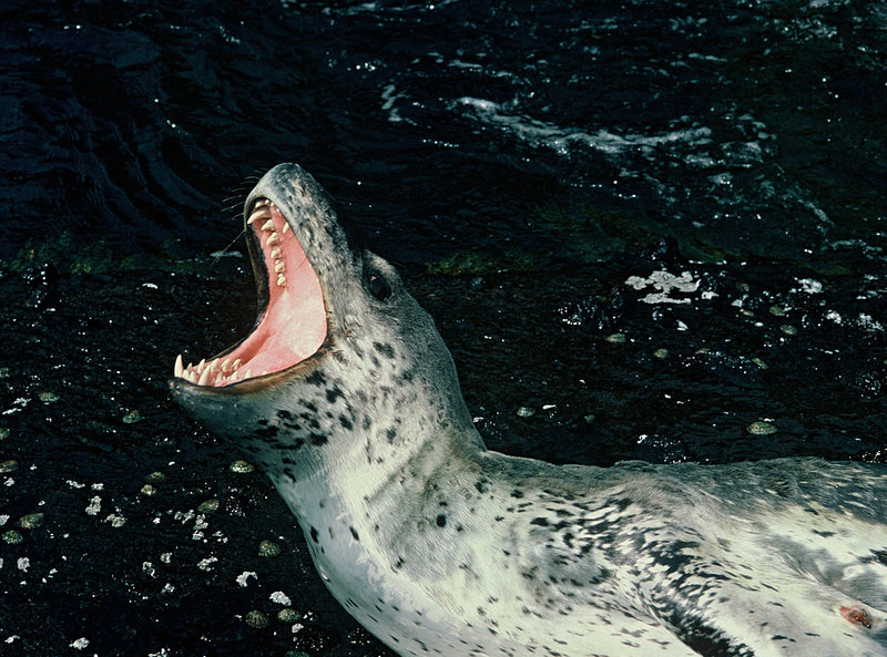 Critter of the Week: The Leopard Seal | RNZ