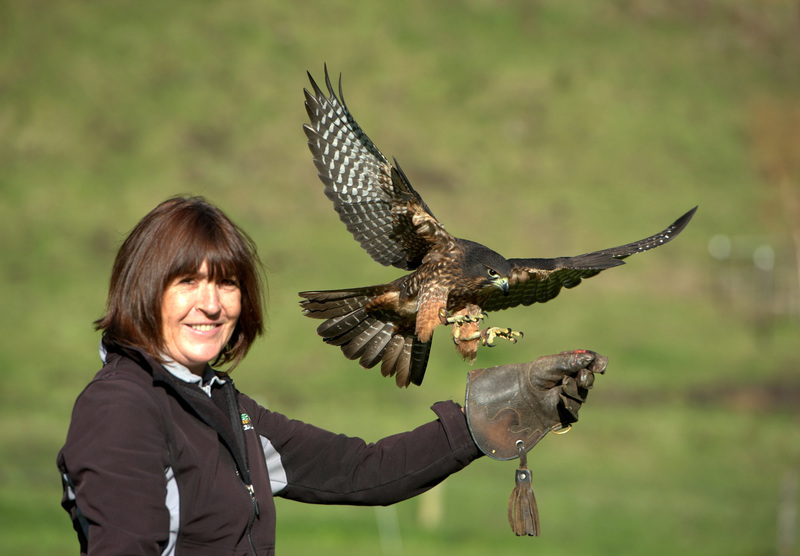 Attitude With Altitude New Zealands Birds Of Prey Rnz