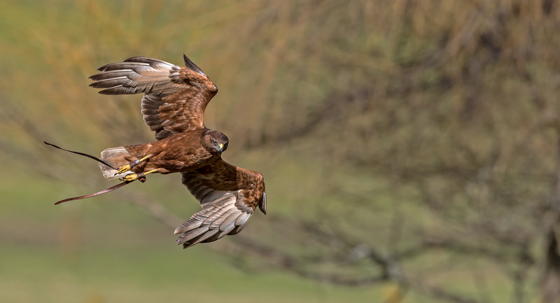 New Zealand Falcon Aves Raptors Birds Birds Of Prey