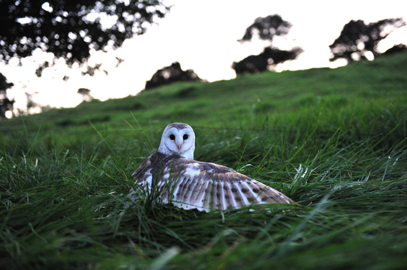 Attitude With Altitude New Zealands Birds Of Prey Rnz