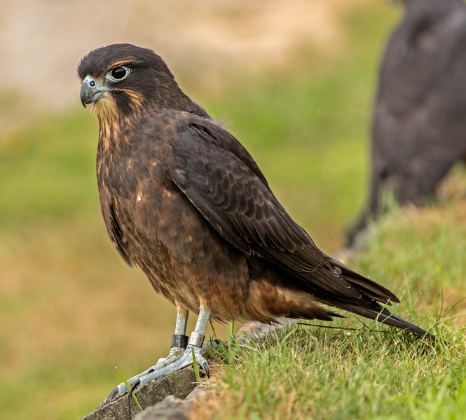 Attitude With Altitude New Zealands Birds Of Prey Rnz