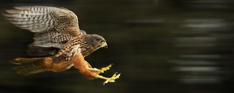 Attitude With Altitude New Zealands Birds Of Prey Rnz