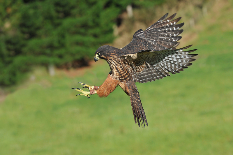 Attitude With Altitude New Zealands Birds Of Prey Rnz