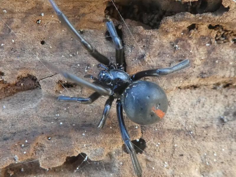 Tracking Katipo spiders in Marlborough | RNZ