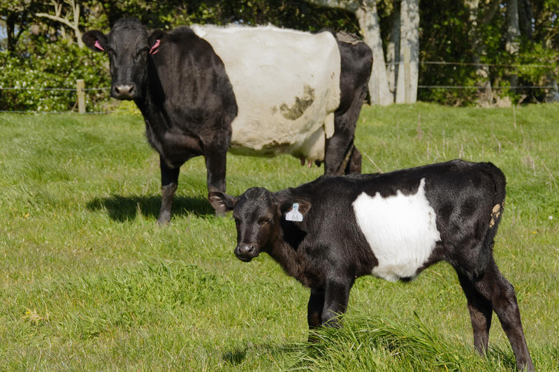 Striped dairy cows – a rare breed | RNZ