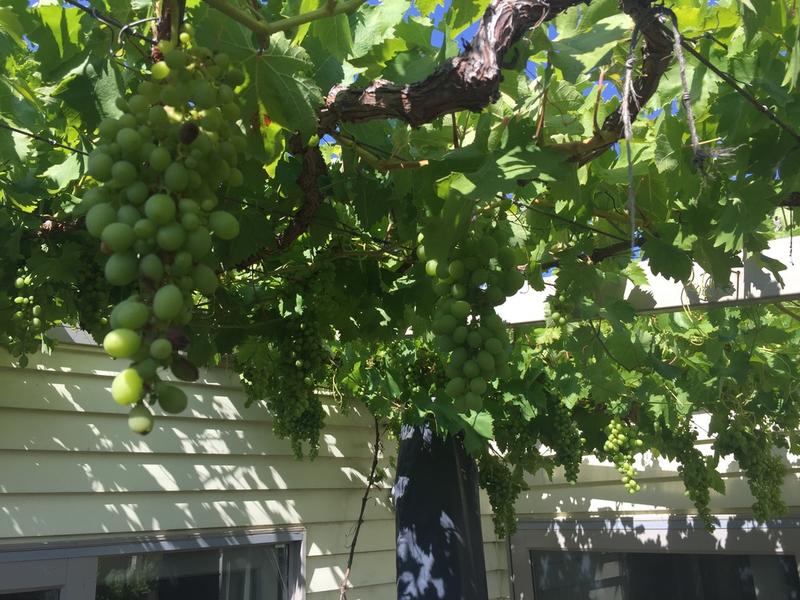 Using Roof Stormwater To Make Your Garden Thrive And Save Water Rnz