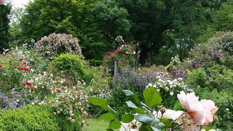 Blooming with history: bringing back NZ's heritage roses | RNZ