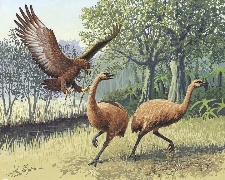 Researchers Shed Light On Why Kiwi And Moa Became Flightless Rnz News At the time, the kiwis were regarded as the most regulated economy in the developed world, with inflation and interest rates at 16. why kiwi and moa became flightless