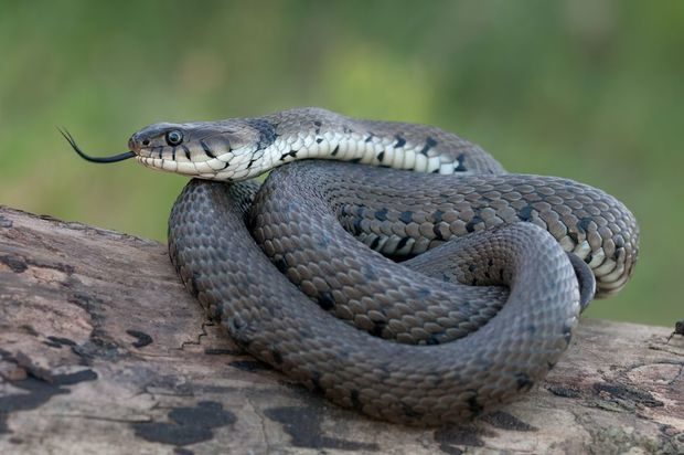 Should snakes be allowed in zoos? | RNZ