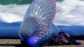 jellyfish swarms attracts weather rnz sightings territory warned guam waters increase being