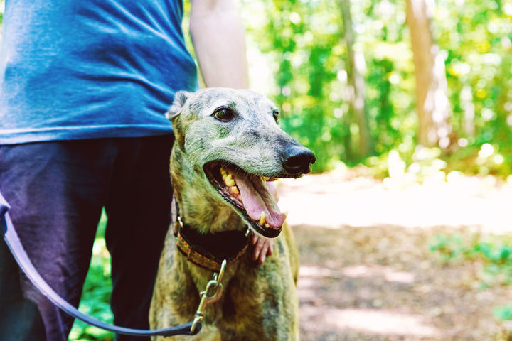 Born To Run Adopting A Greyhound Rnz