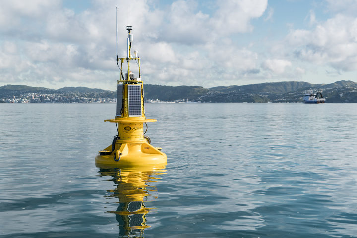 Spy In The Water Wellington Harbours Smart Buoy Rnz