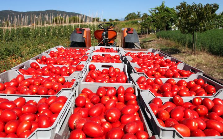 Tomatoes