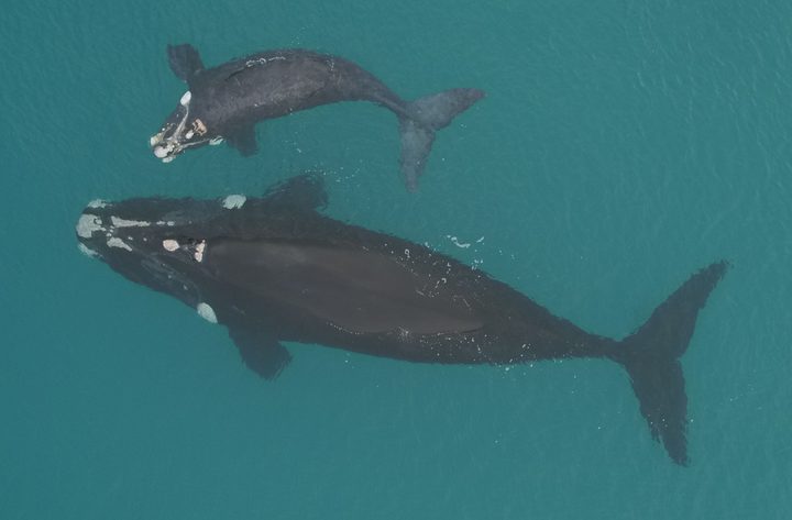 Southern Right Whales Returning To Mainland New Zealand Rnz