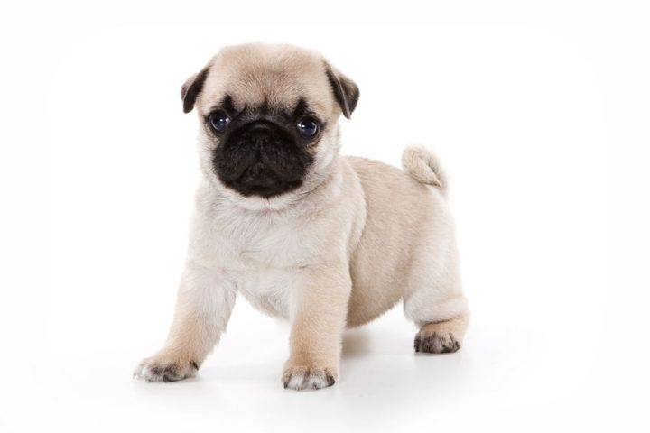 small dog breeds for sale