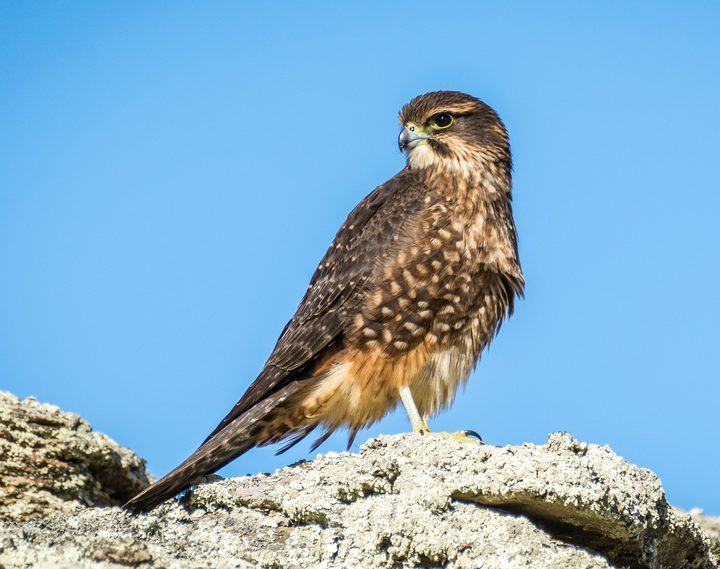 Nz Falcons Thriving In Logged Pine Plantations Rnz