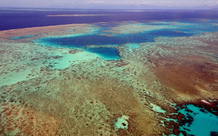 Seaweed may be key to protecting coral from climate change - NZ study ...