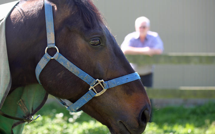 Kiwi Horse Trainer Sickened By Australian Racing S Slaughter Scandal Rnz News