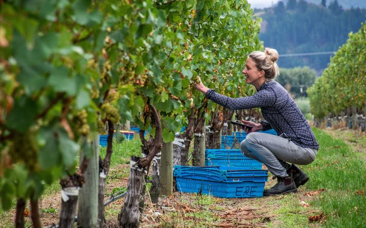 A Marlborough wine maker, Sophie Parker-Thomson is about to become one of only a few hundred Masters of Wine in the world, and one of a handful in New Zealand. 