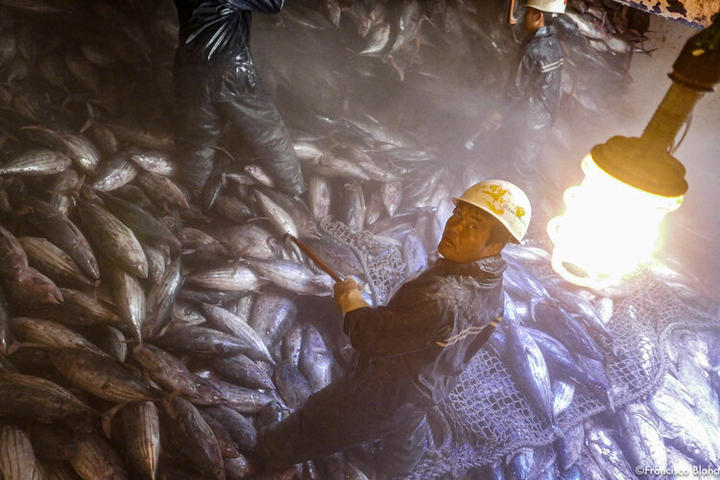 Fishermen at work in the hold of a purse seiner in the Marshall Islands.