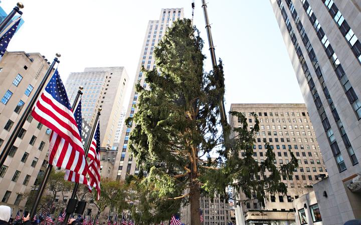 NEW YORK, NEW YORK - NOVEMBER 14: The Rockefeller Center Christmas Tree arrives at Rockefeller Plaza and is craned into place on November 14, 2020 in New York City. 