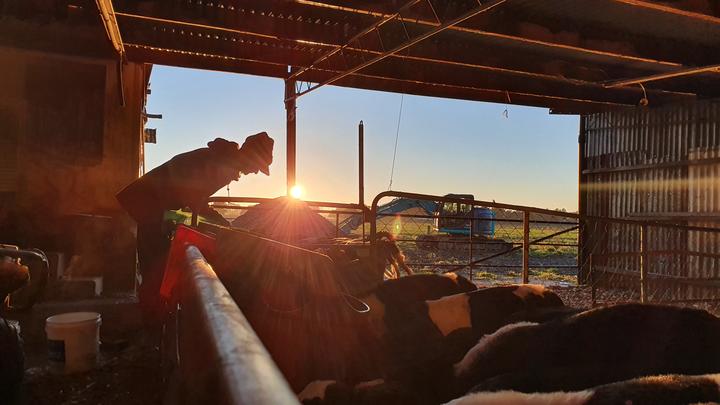 Maree pours milk into the calfeteria for the month old calves