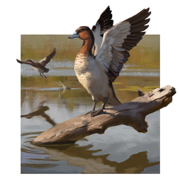 Artist’s impression of a Manukerikia duck.