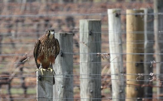 Falcons Habitat Under Threat Rnz News