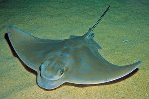 Eagle Rays An Inner City Wildlife Spectacle Rnz