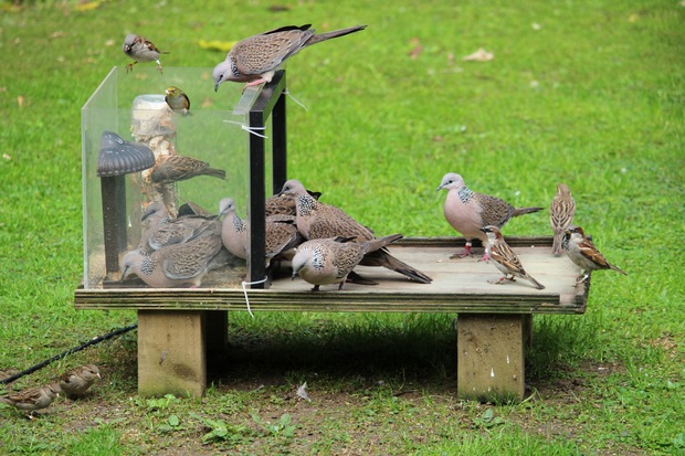 Feed The Birds Rnz