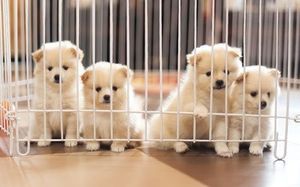 Stricter rules for online puppy sales 