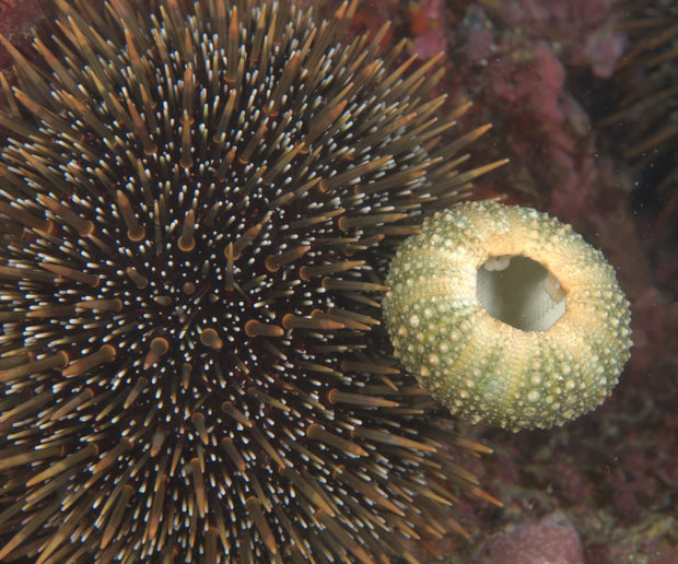 A Documentary About The State Of Kina In Our Seas Rnz