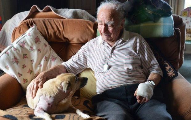 Dog Believed To Have Attacked 95 Year Old Man Impounded Rnz News