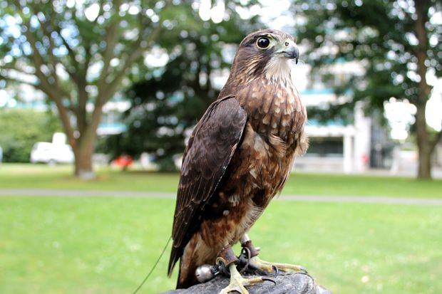 Flight Of The Falcon Rnz