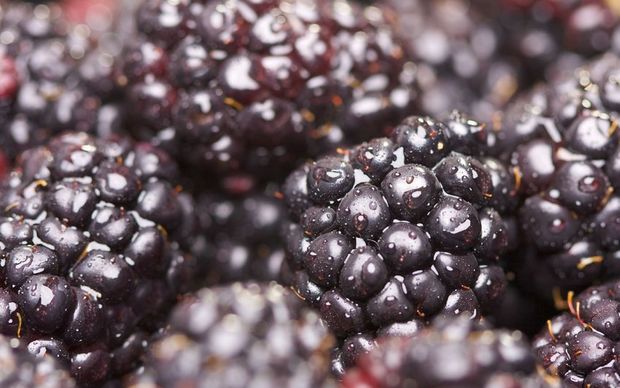 La nueva empresa VentureFruit T&G desarrollará nuevas variedades de berries y frutas