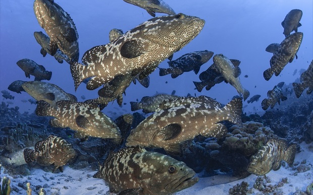 Fiji suspends ban on fish to ease economic woes