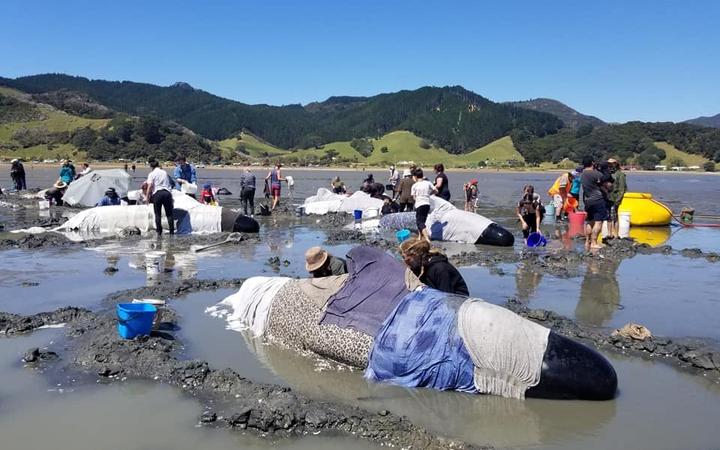 Whales Refloated In Coromandel Rnz News