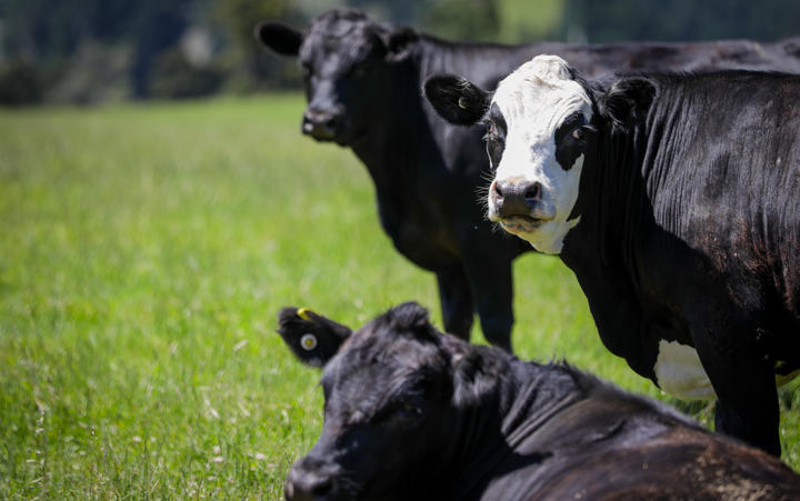 Canterbury region farms