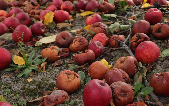 No Fruit rotting on the ground at a Napier orchard.