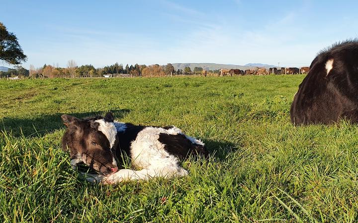  A newborn calf