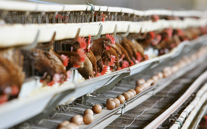 Countdown Pulls Free Range Eggs That May Be Cage Laid Rnz News