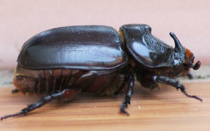 picture of rhinoceros beetle