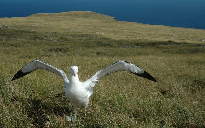 Time running out for endangered albatross unless longline fishers ...