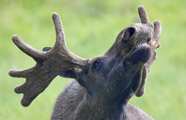 Elusive Moose Allegedly Spotted In Fiordland Rnz News