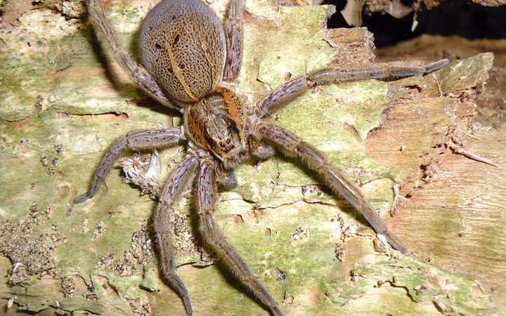 expert-on-new-zealand-spiders-rnz