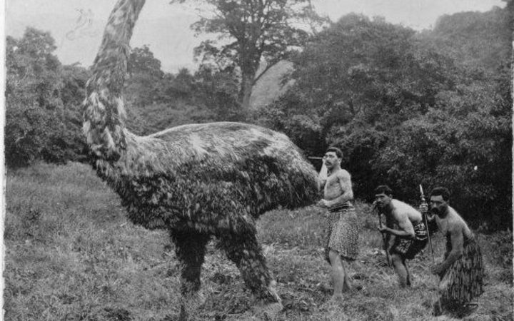 Moa Sightings From The Incredible To The Credible Rnz