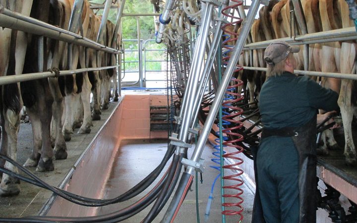 Milking at Bella Vacca in Kawakawa